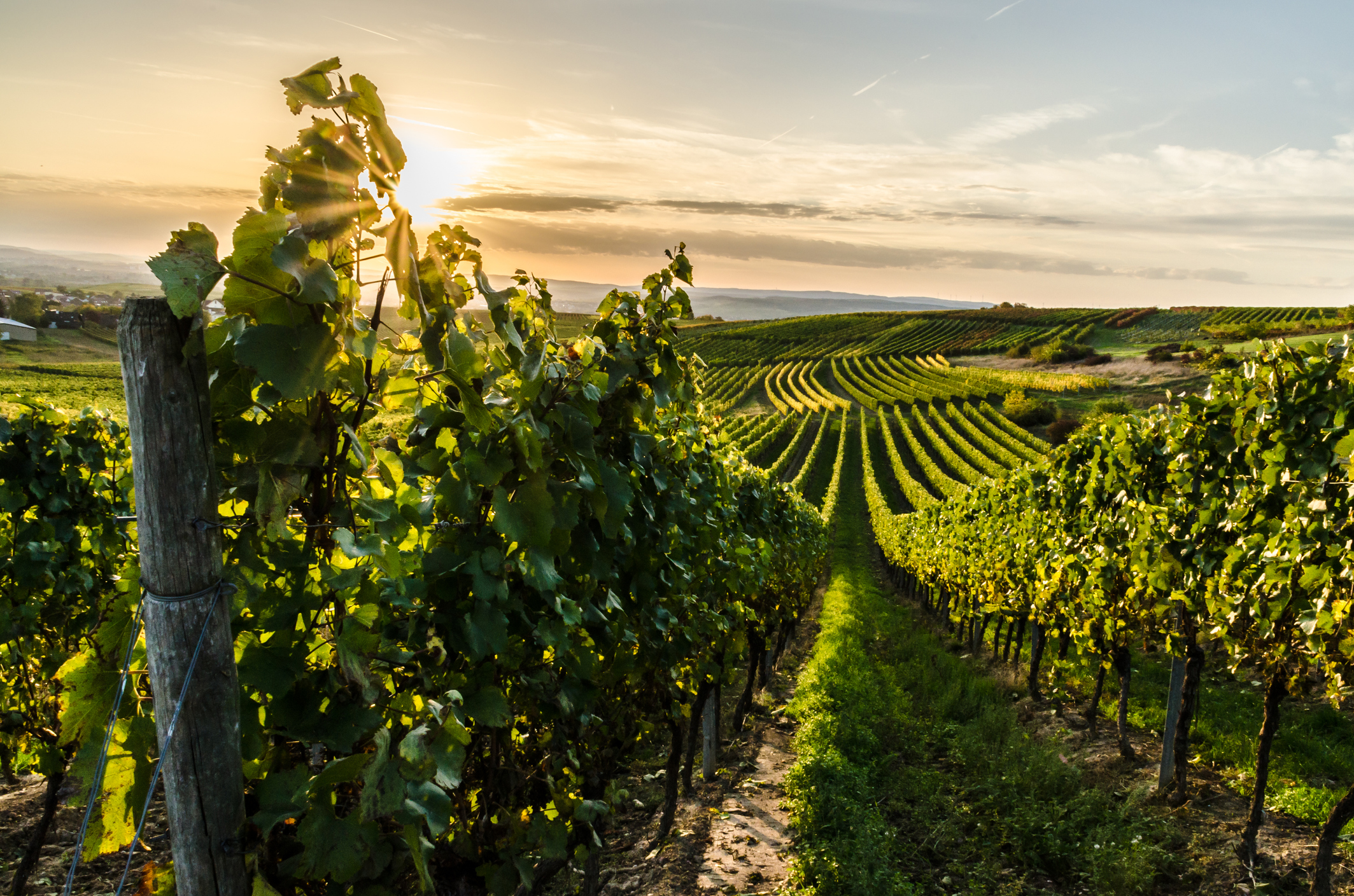 Surrounding Vineyards